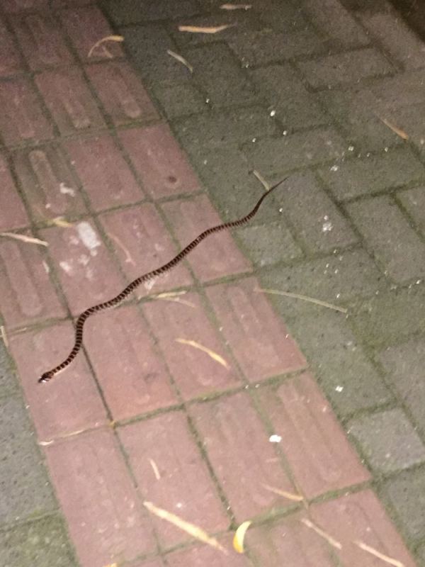 小区门口窜出来一条活蛇