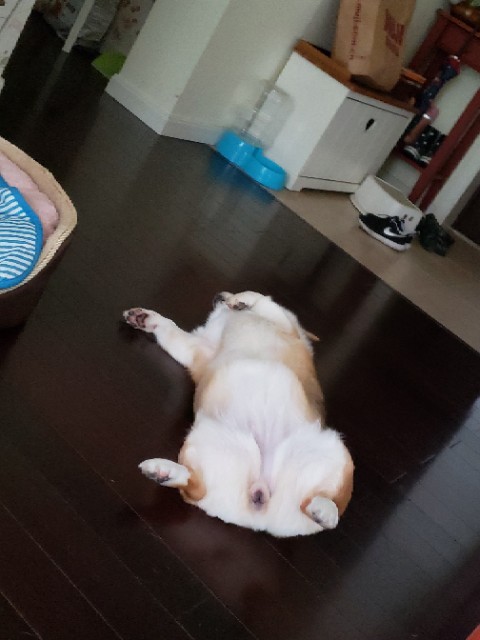 狗怎么四脚朝天睡的?