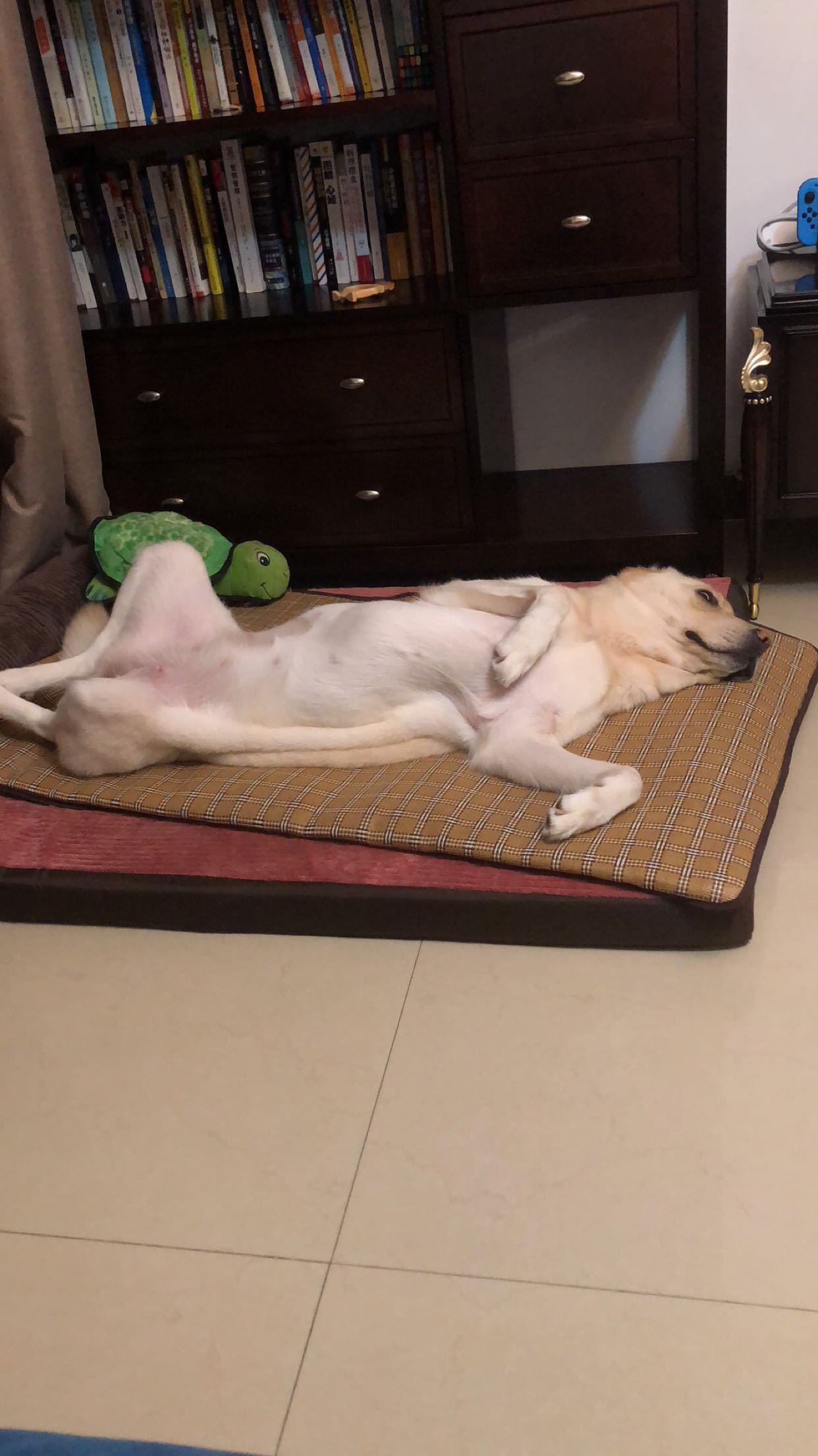 狗怎么四脚朝天睡的?