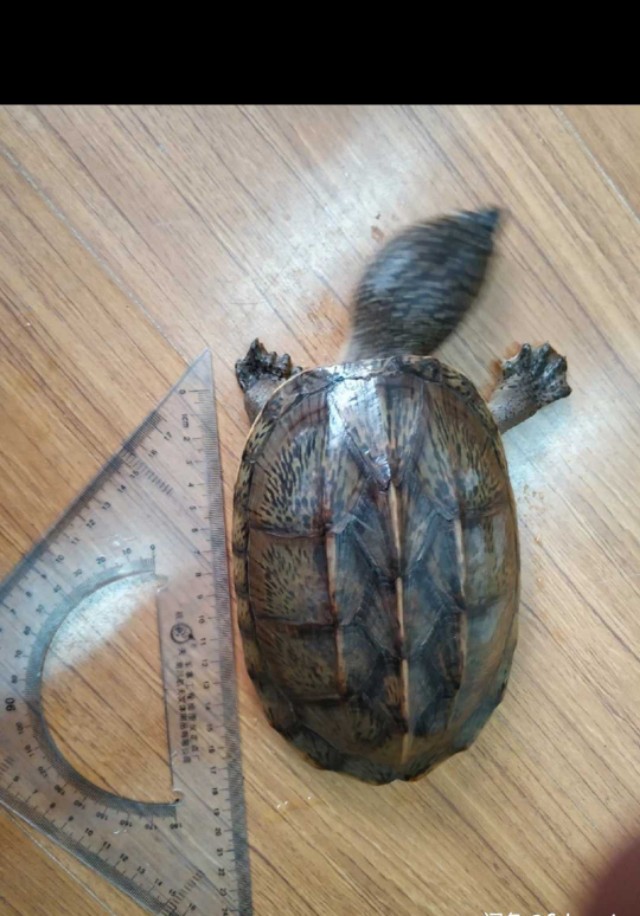 出18厘米萨尔文蛋龟