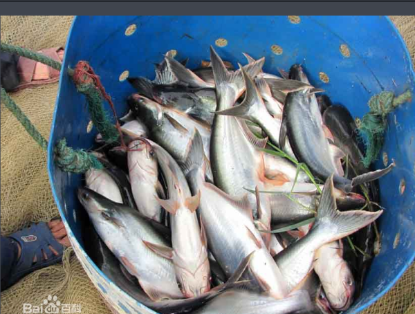 巴沙鱼 淡水鱼,本来主要出口美国,现在中国很多了