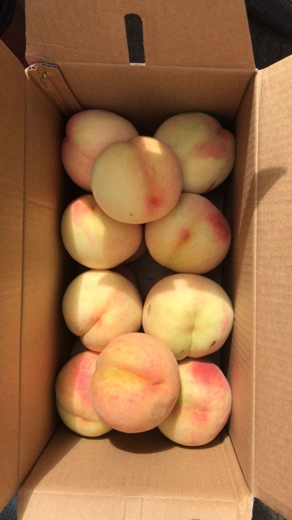 比起南汇水蜜桃如何