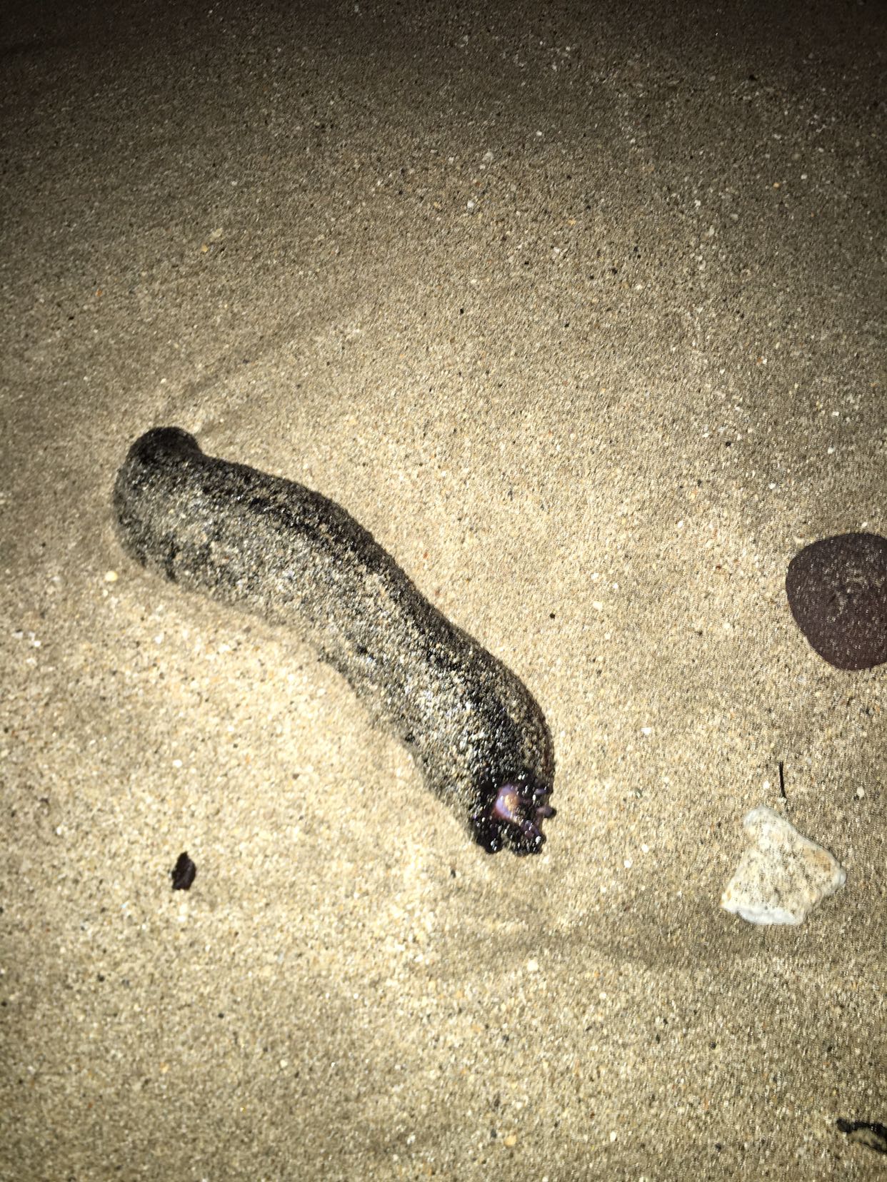 刚半夜去海滩发现这个生物