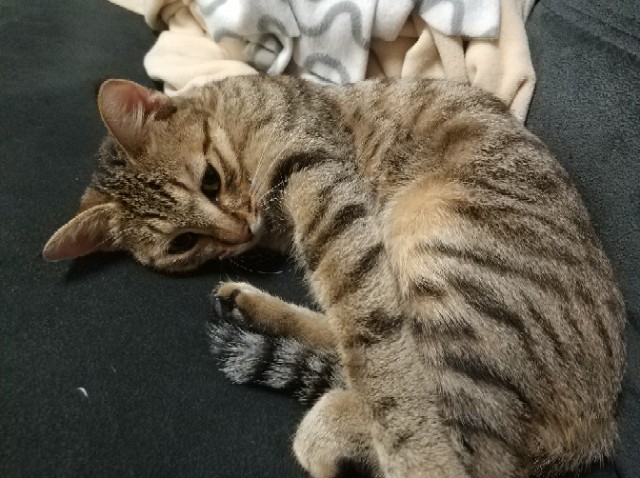 黑黄混合条纹猫,要出现橘色才能确定母猫吧