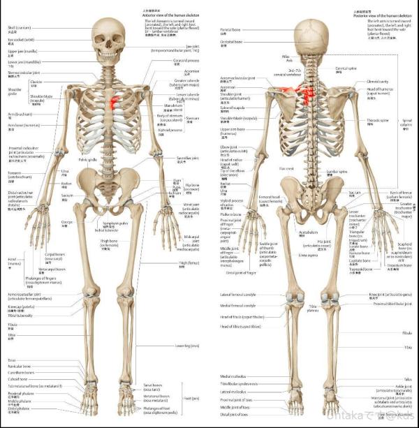 国外看医生,拍片说基本上也都是正常的,好像只有t2还是t3有损伤什么的