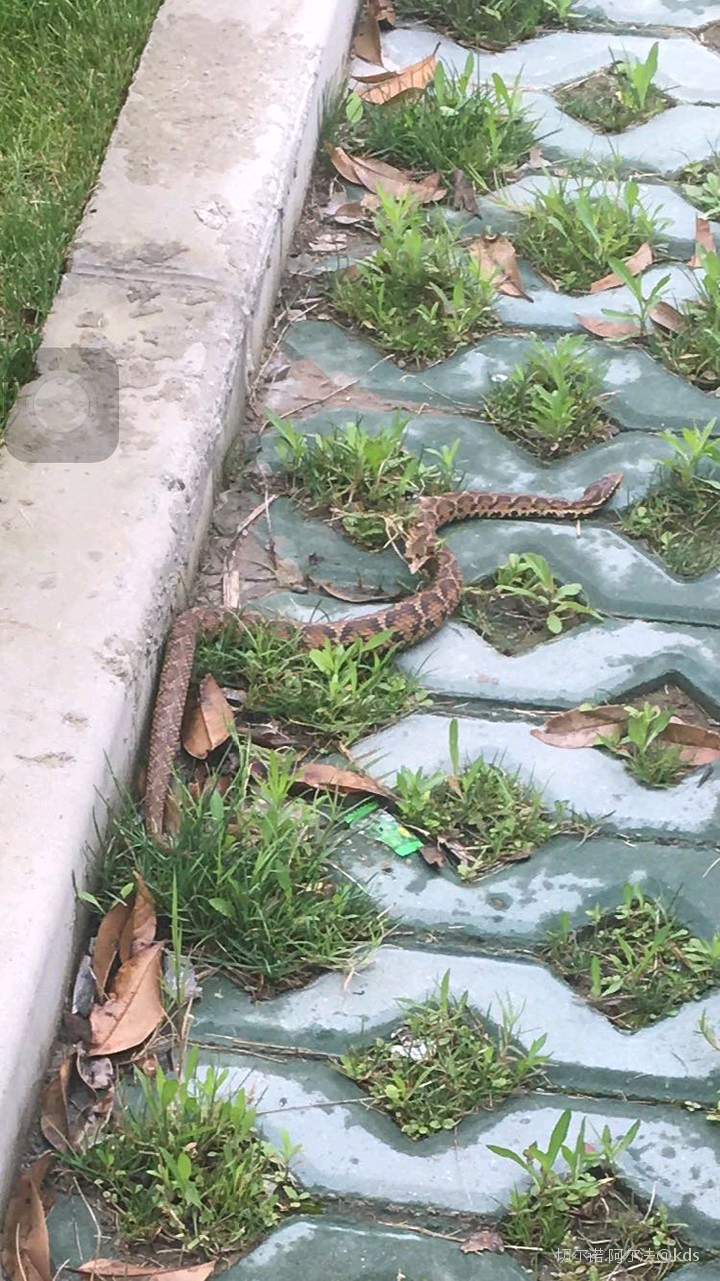 上海本地蛇类图片