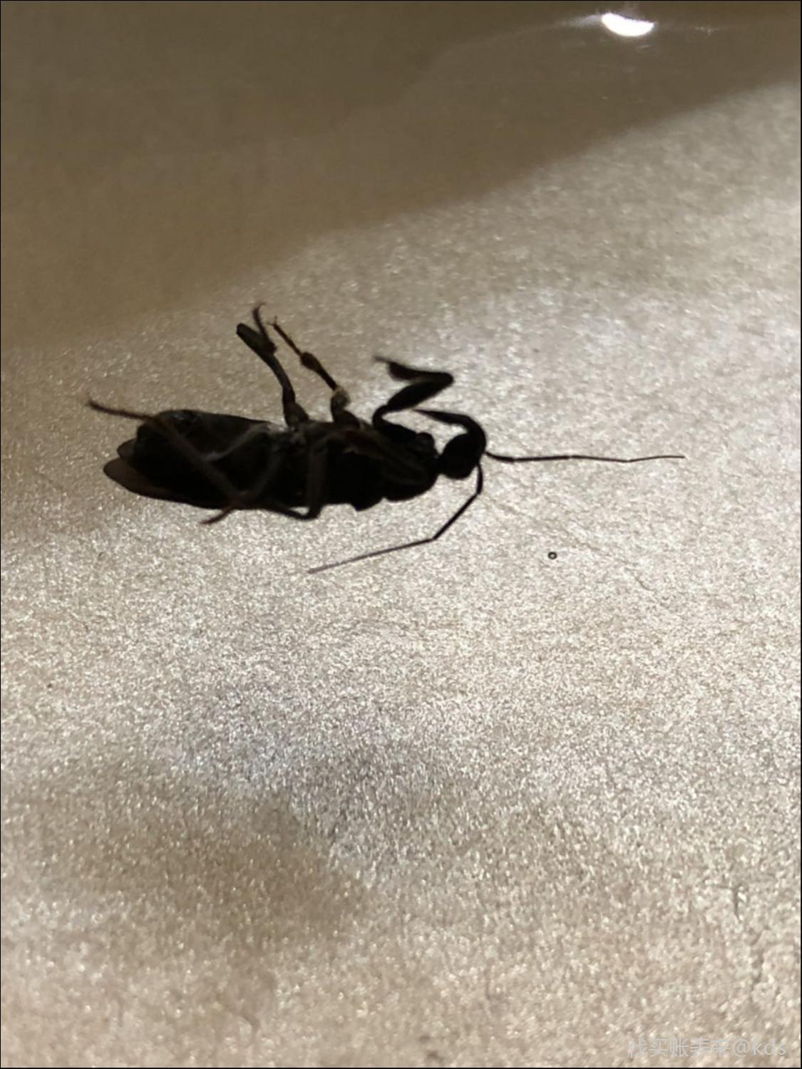 万能的山 求教这个什么虫 儿子被咬了