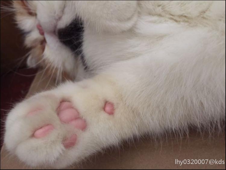 小猫咪的前爪掌