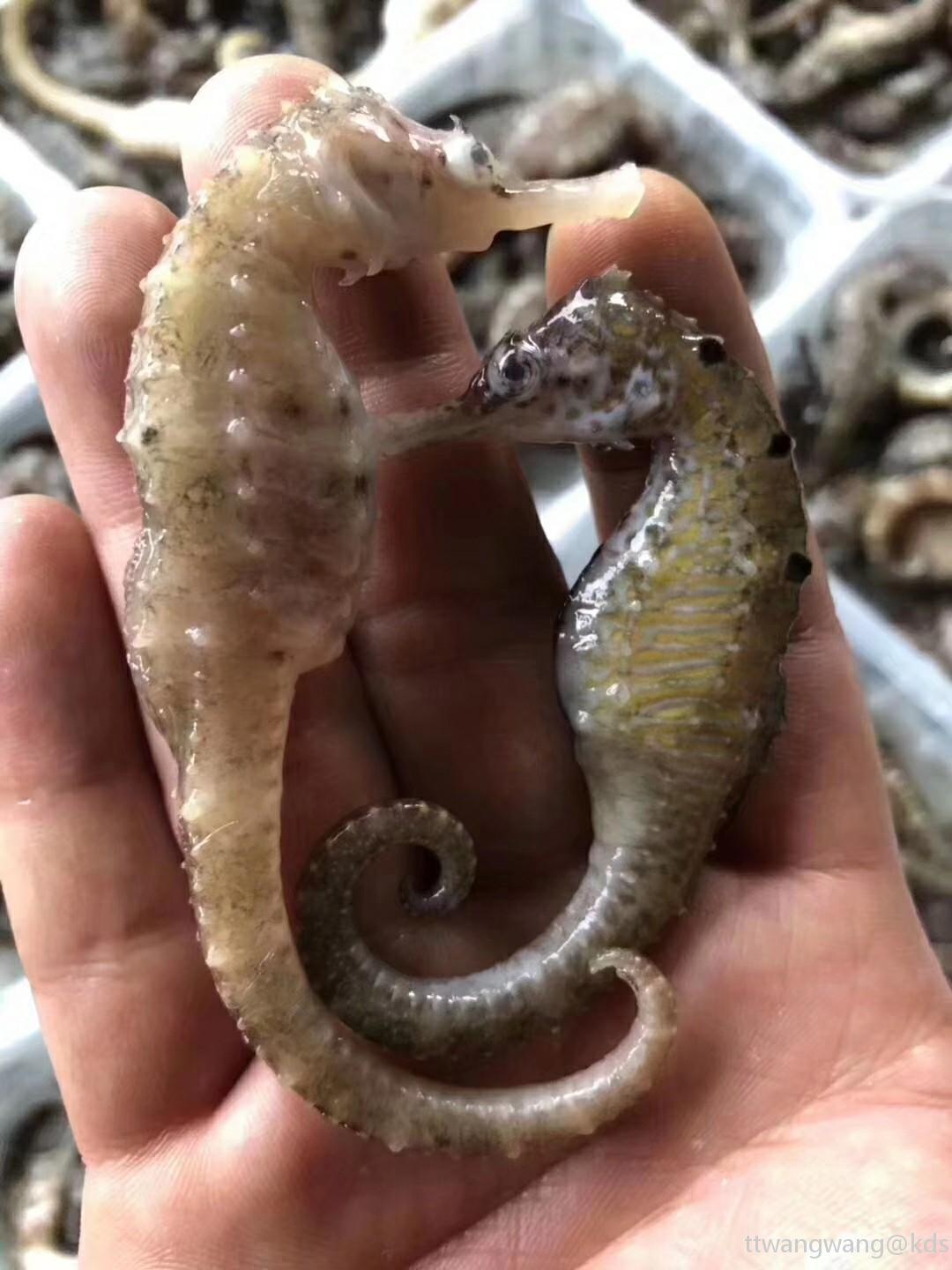 东山岛野生海鲜当天捕捞发货非常新鲜