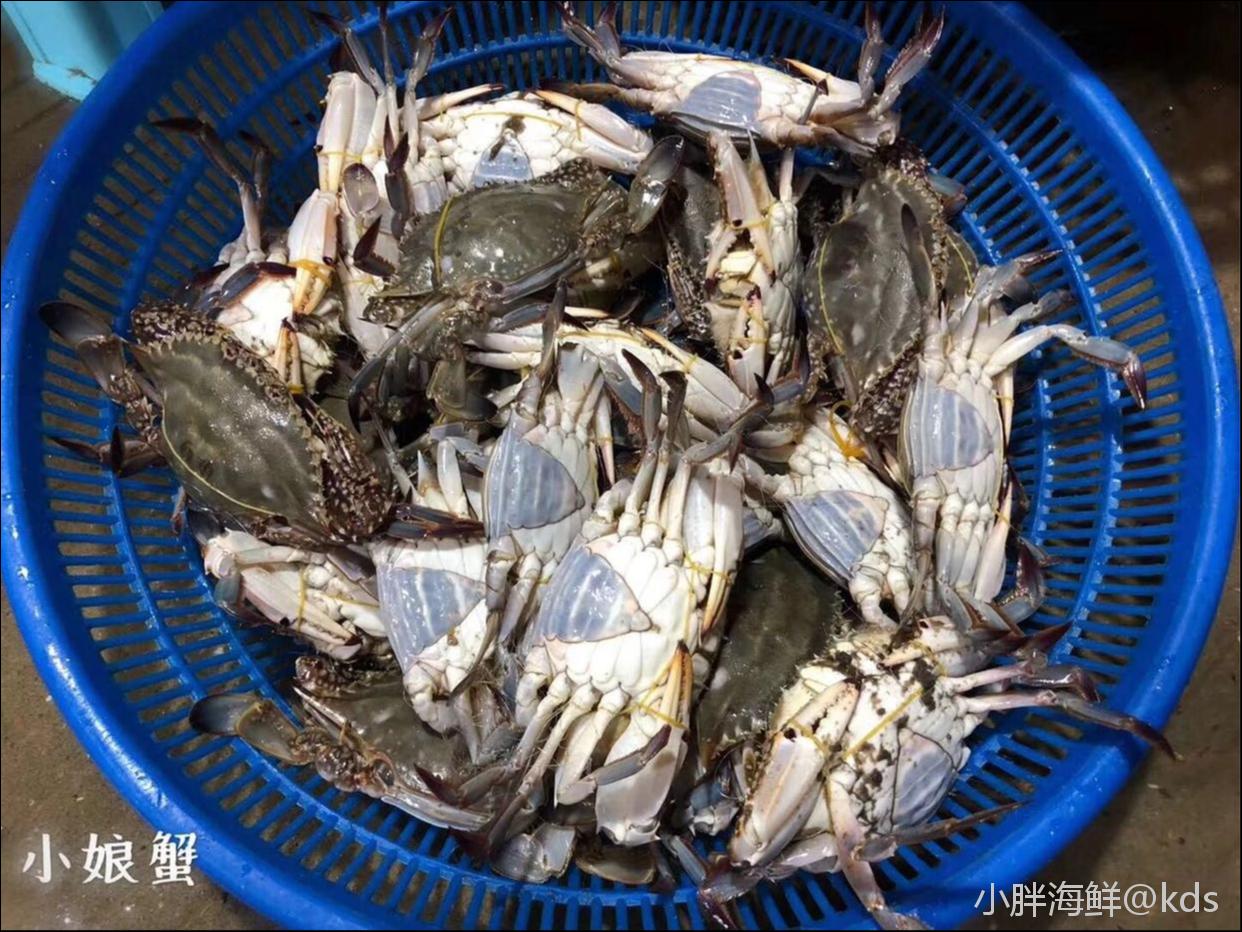 当季最肥,舟山二母蟹,也叫小娘蟹