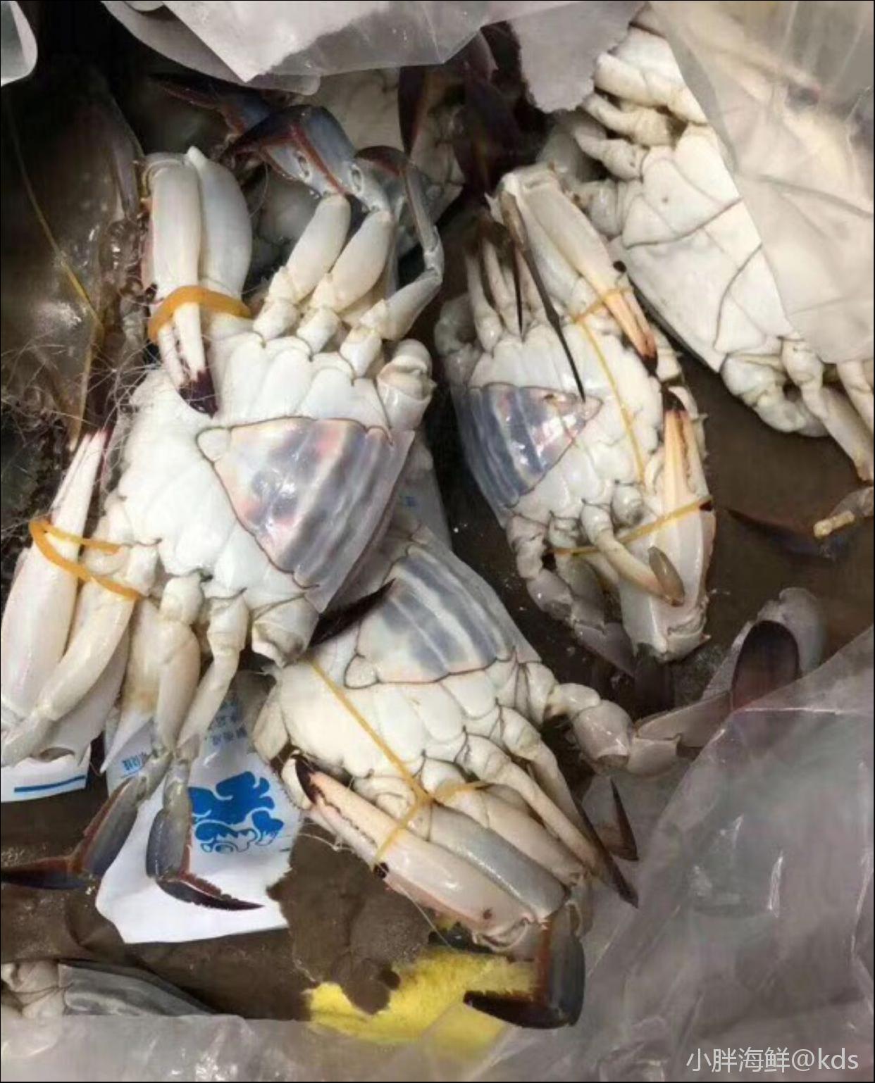 当季最肥,舟山二母蟹,也叫小娘蟹