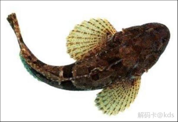 玩在上海:上海特色美食,上海地方特色菜介绍