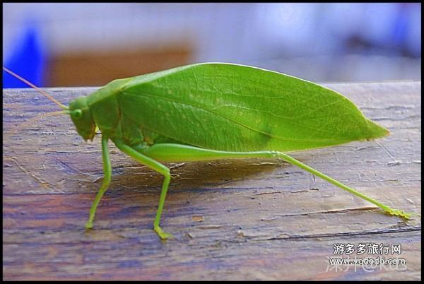 家中以及家附常见昆虫【科普百科】帖