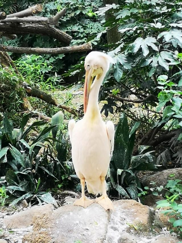 老婆出差,女儿去丈母娘家,就一个人,开开心心o(≥v≤)o