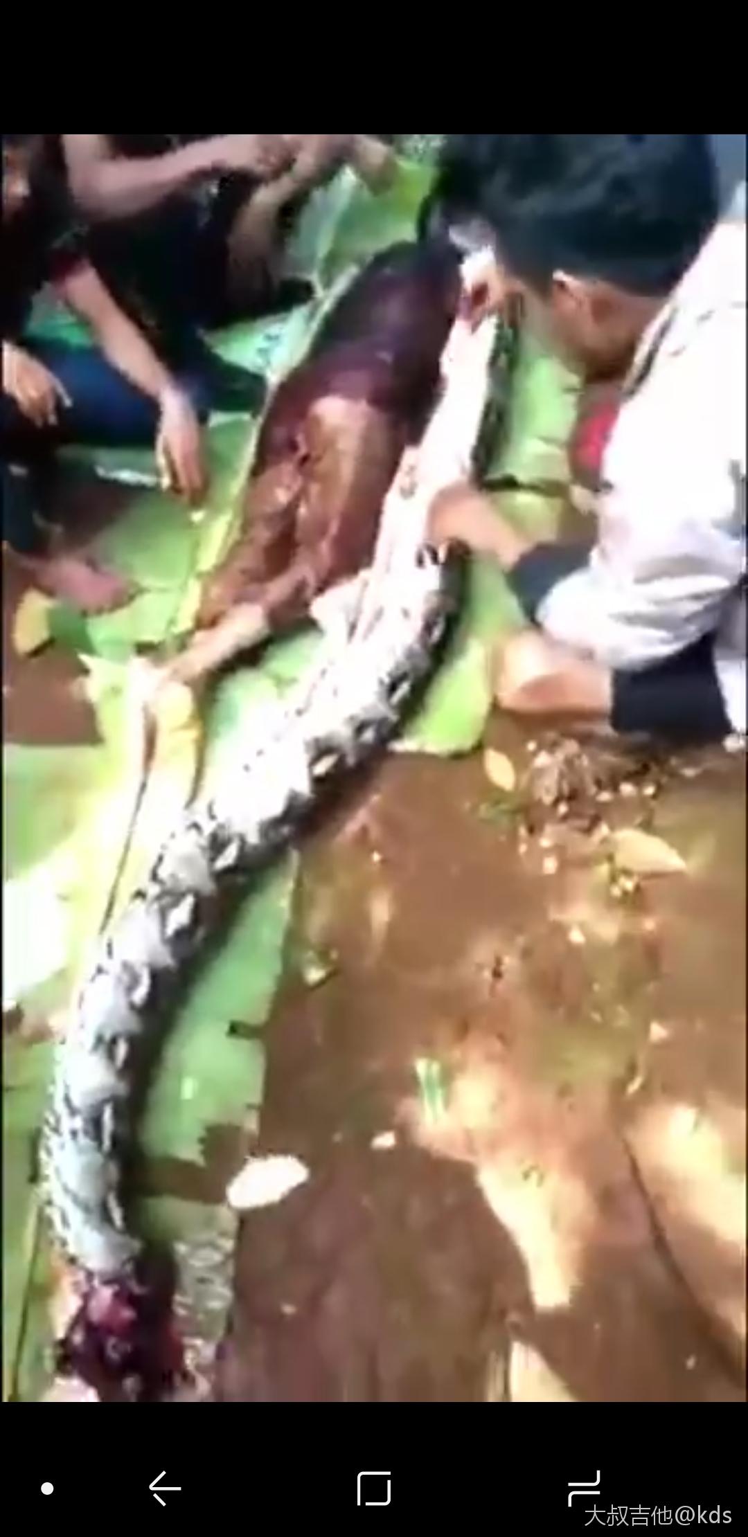 缅甸巨蟒吃人图片