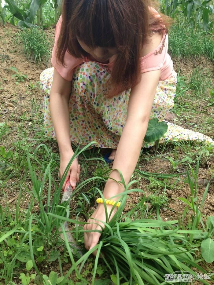 求一个霸气点的割韭菜的图做头像