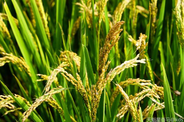 这是黑土地上的金色果实,是淮河以北极少数可以重水稻的黑土地.