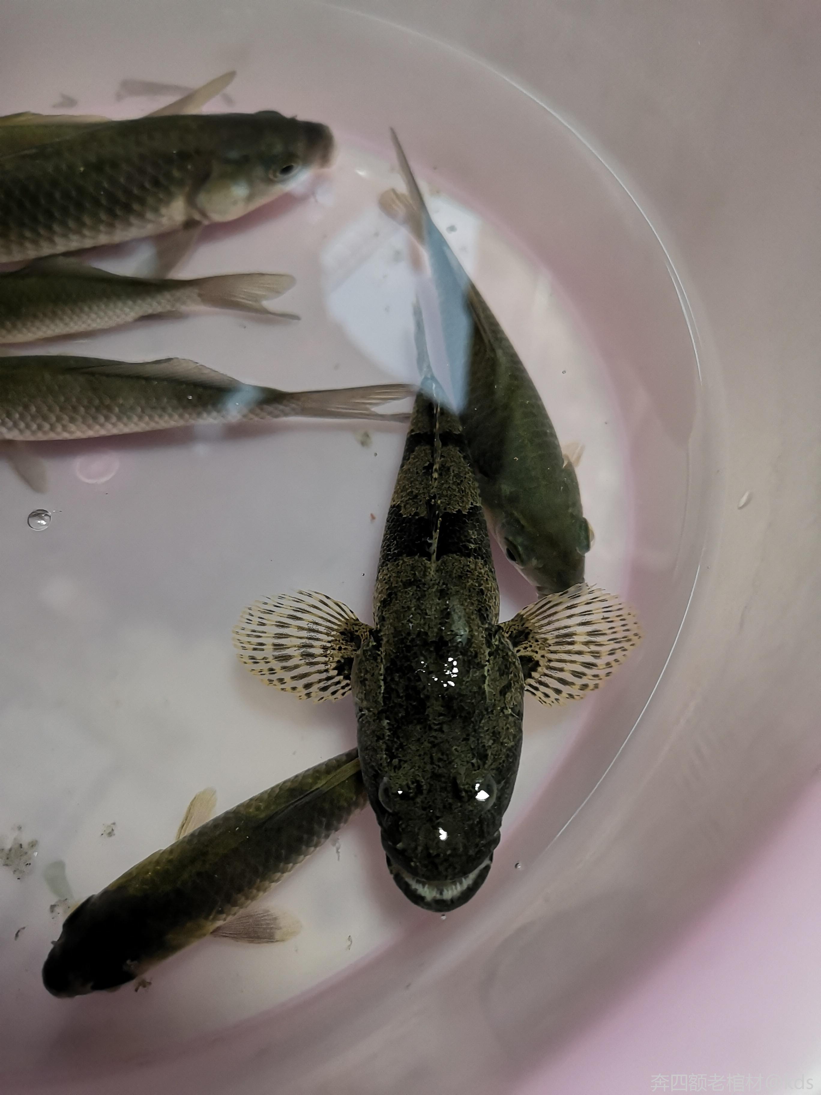 钓鱼钓到一条塘鲤鱼.明天炖汤池了.