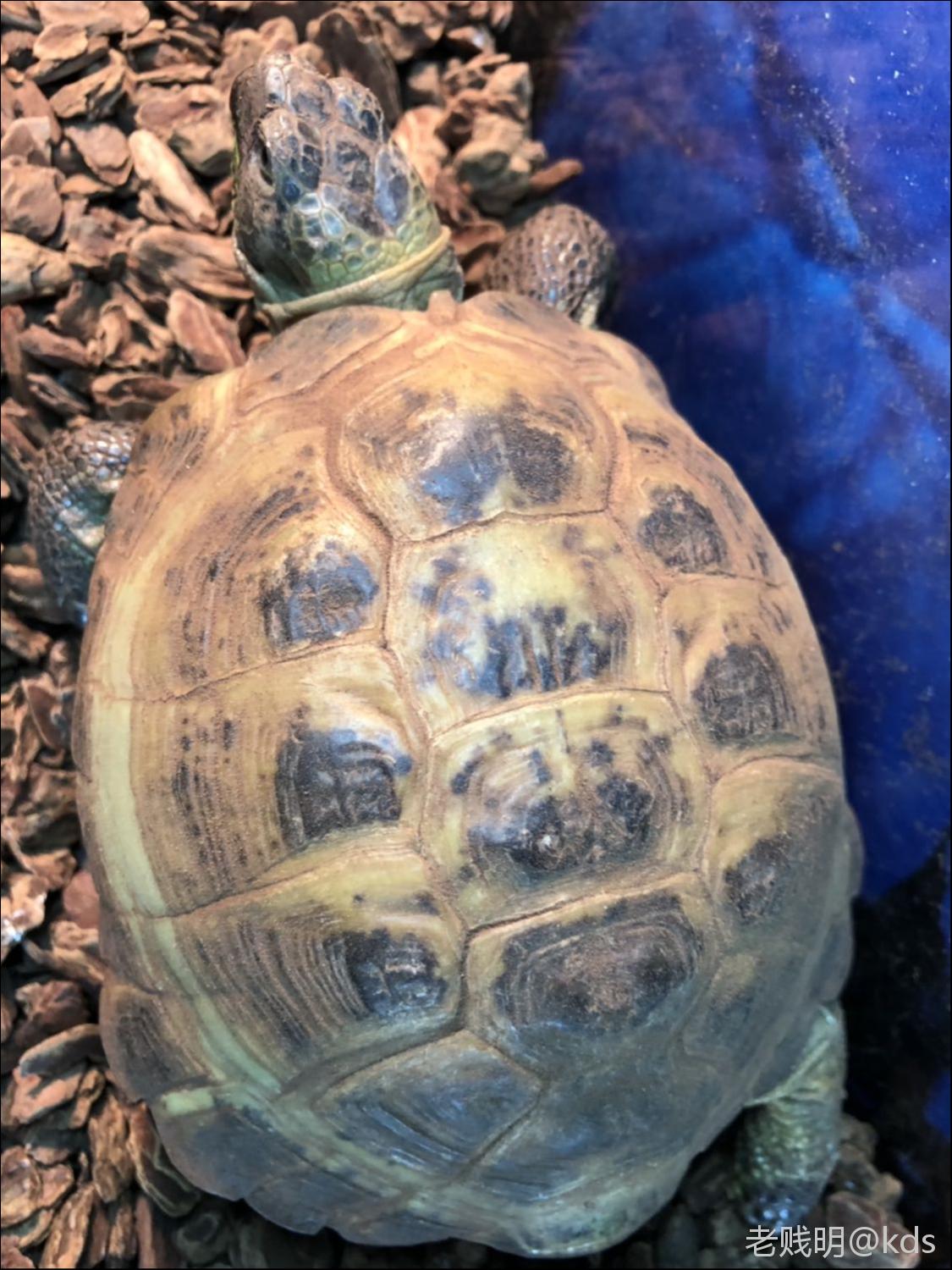 中文学名叫四爪陆龟,只吃素,喂生菜就行了.