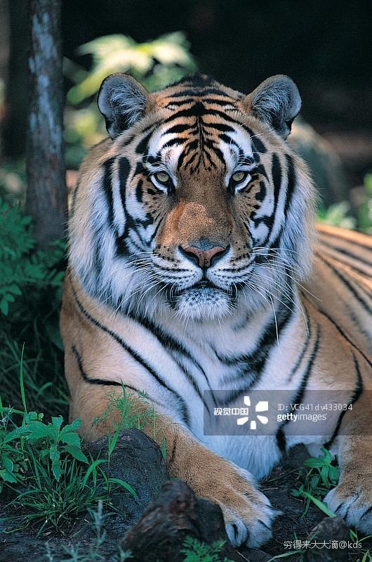 雄狮和老虎谁好看