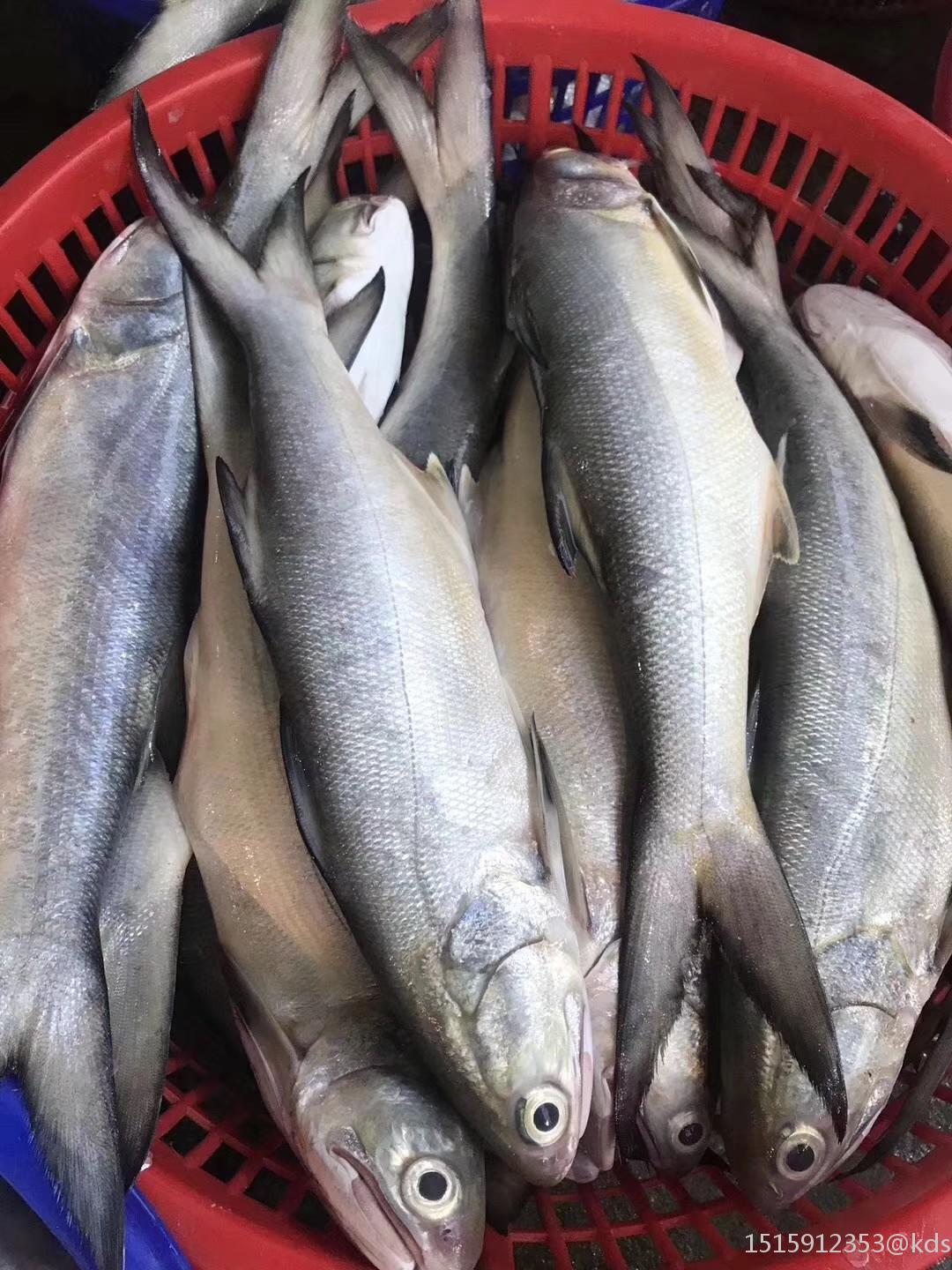 新鲜!非常新鲜!