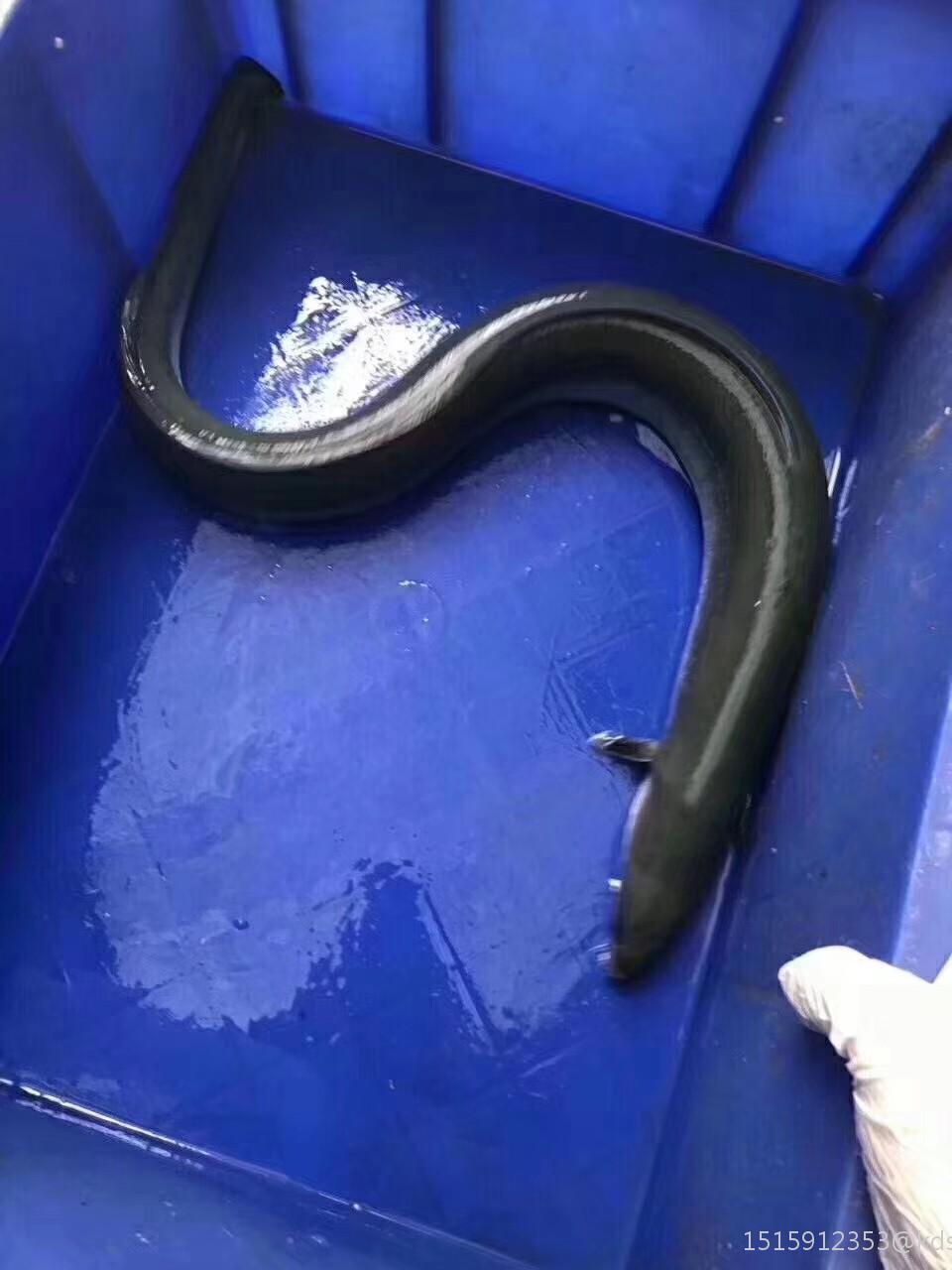 新鲜!非常新鲜!