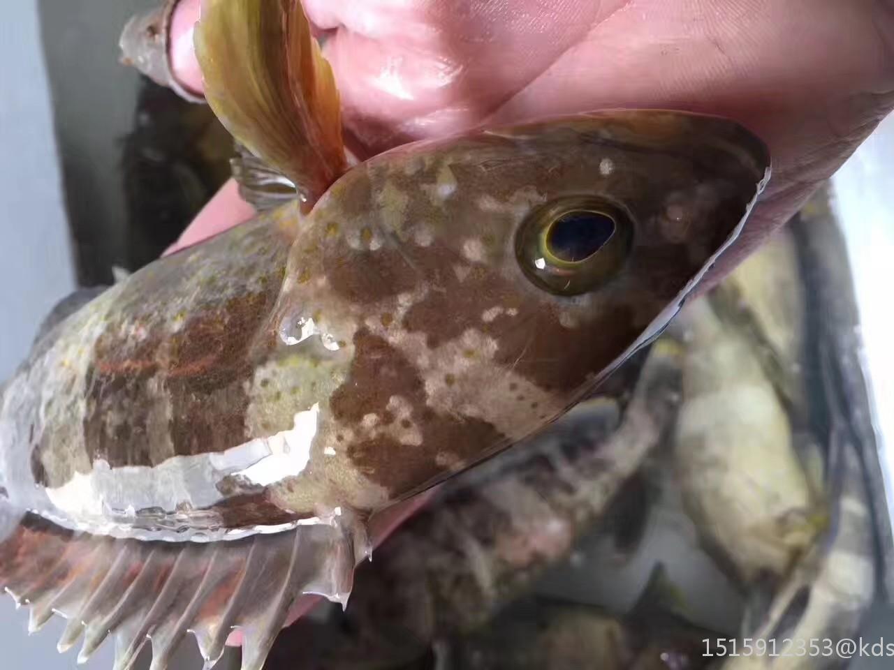 一斤以上的野生大石斑魚～高端素材往往更簡單做法～清蒸 熬粥