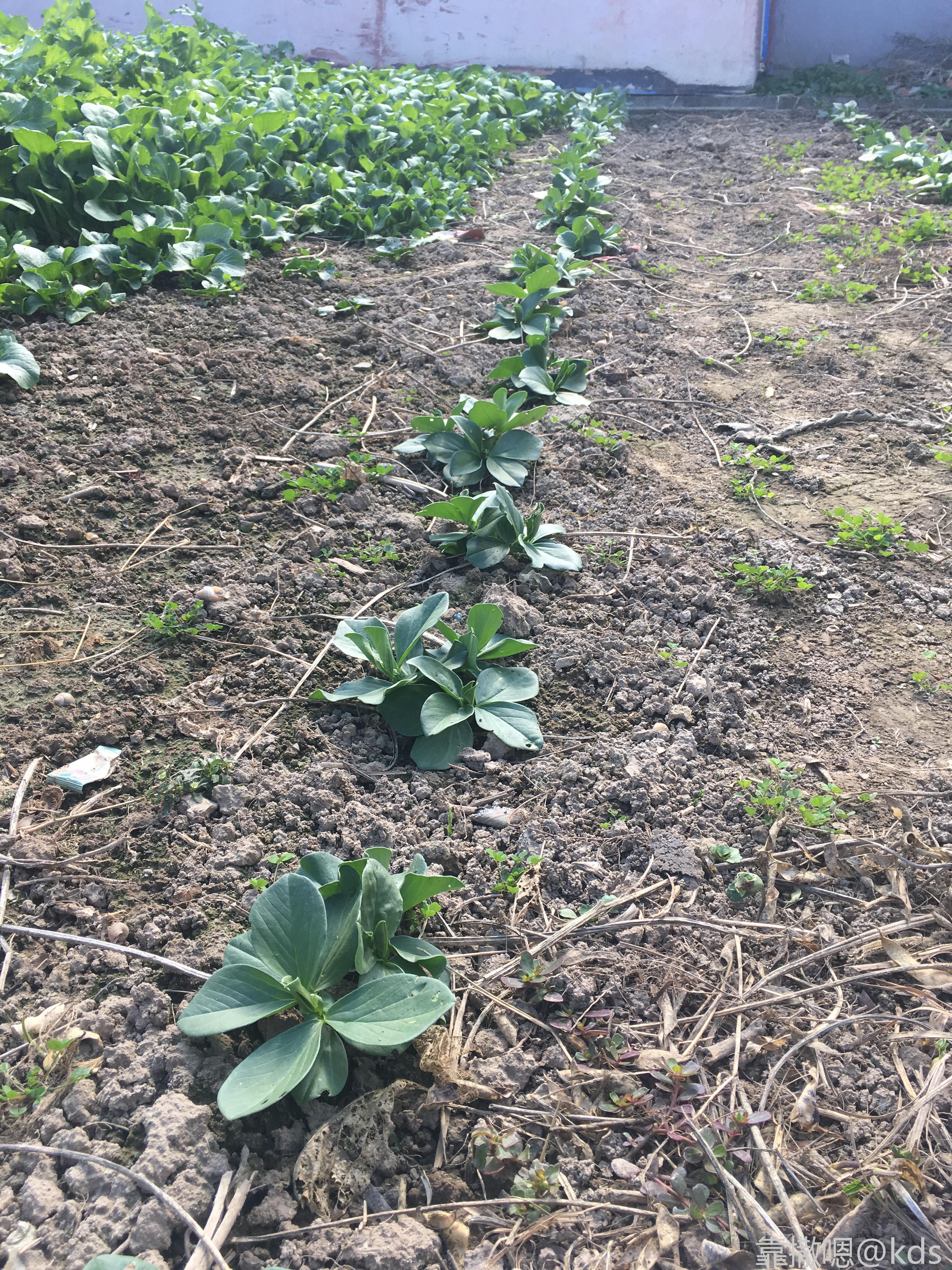 刚出土的蚕豆苗