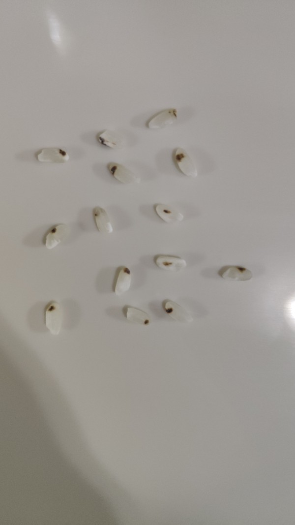 大米有黑点是什么?