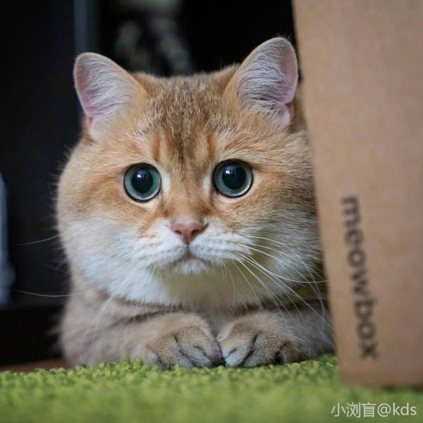 国行Apple watch怎么装美区APP?