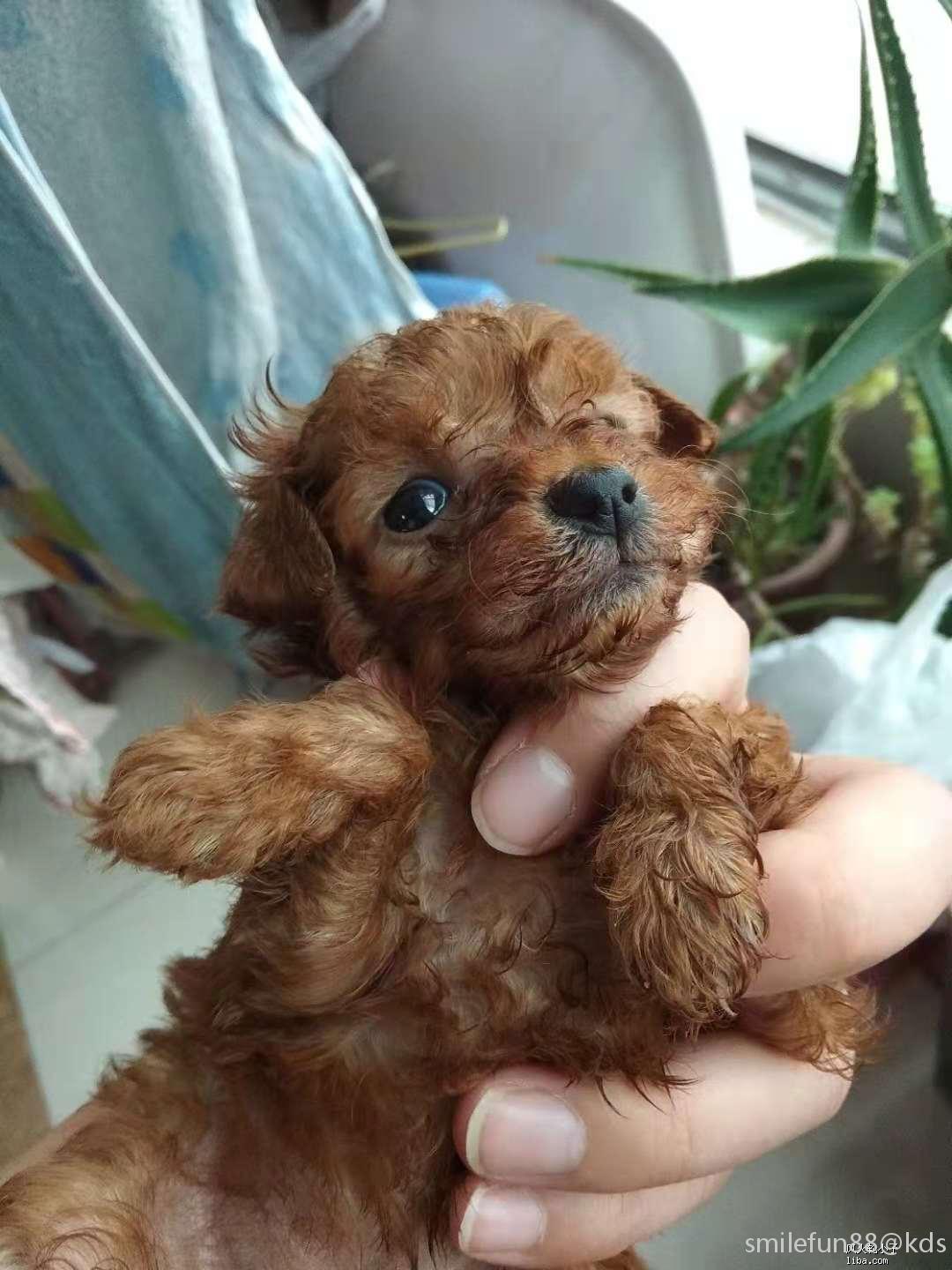 个人出最后一只50天大深红小体纯种泰迪母犬(实物图)