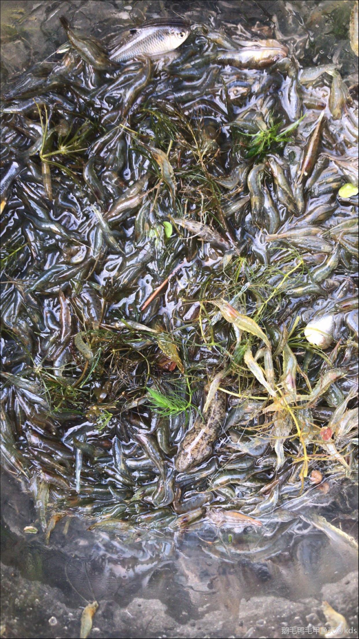 天气冷了,河边小虾很多.