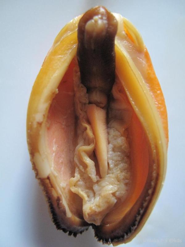 kds 宽带山             指晒干了的贻贝,海虹.