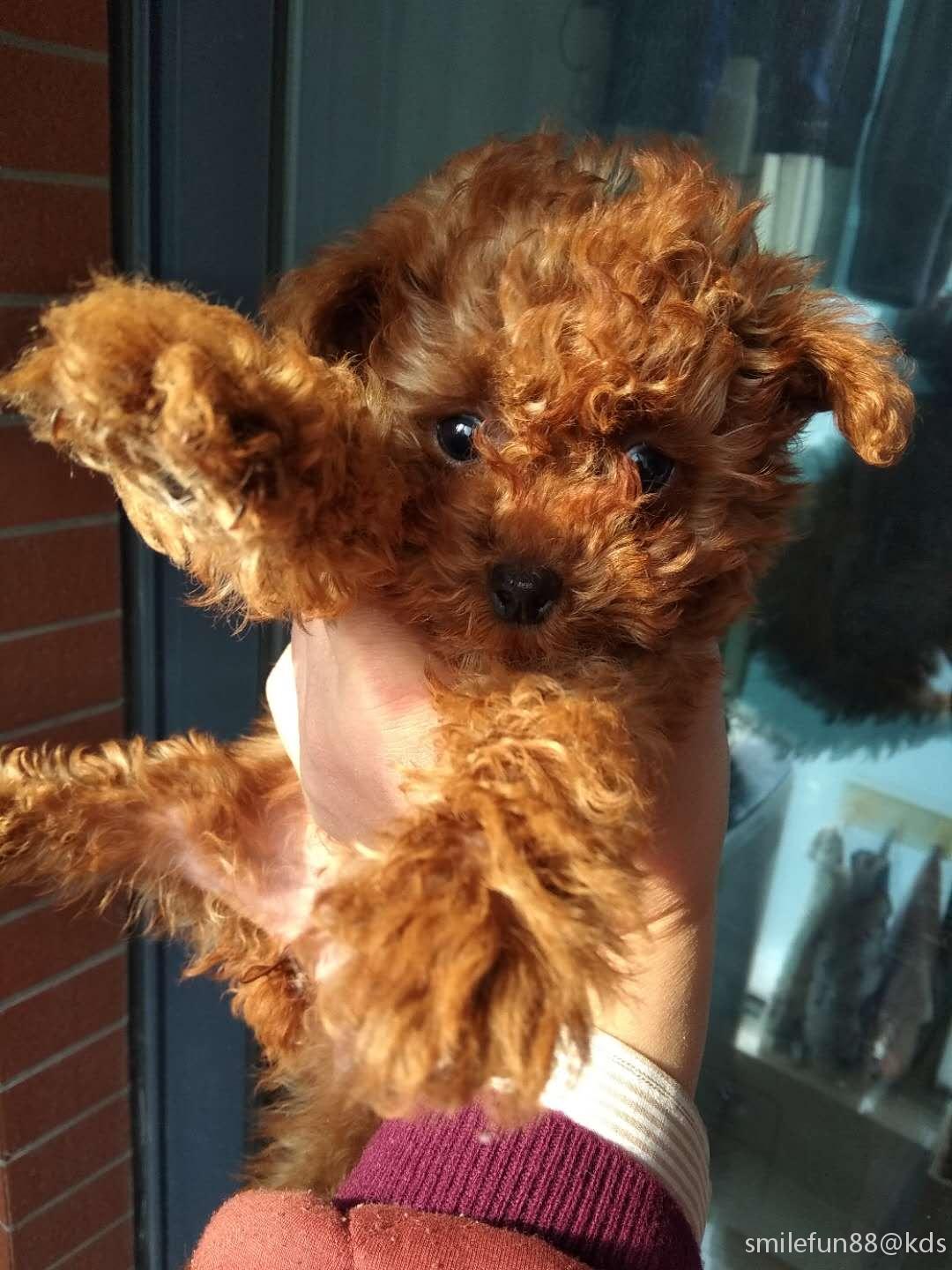 个人出最后一只深红小体纯种泰迪母犬 (附最新近照)