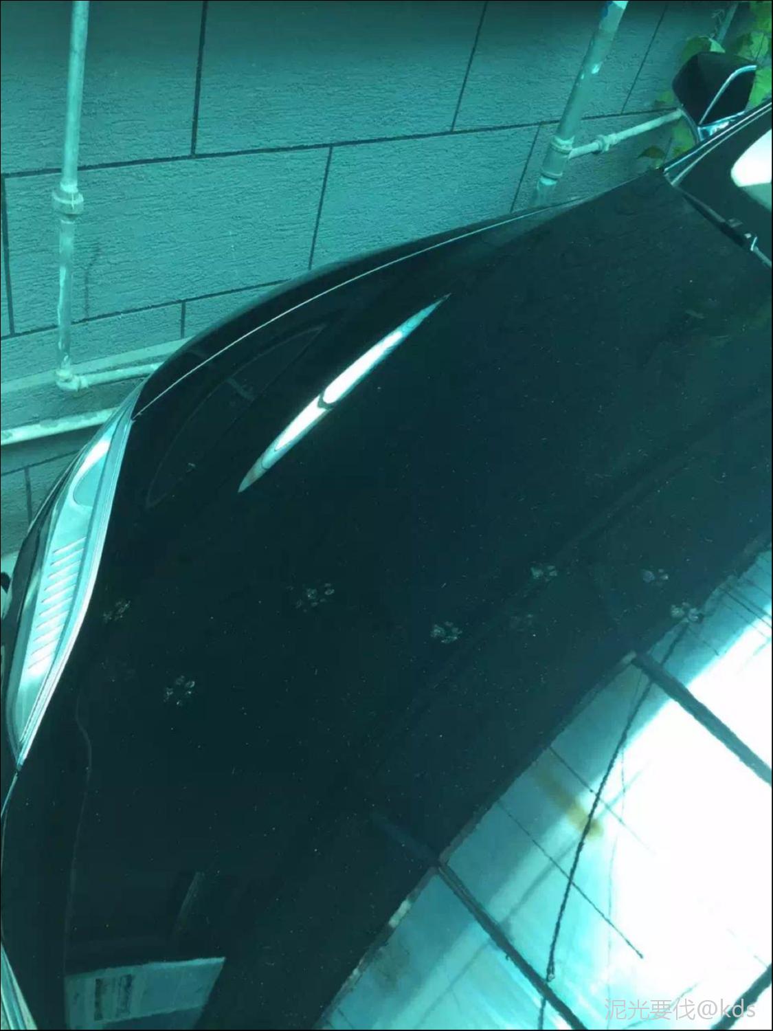 每天车上都是猫爪印,有什么好办法应对?