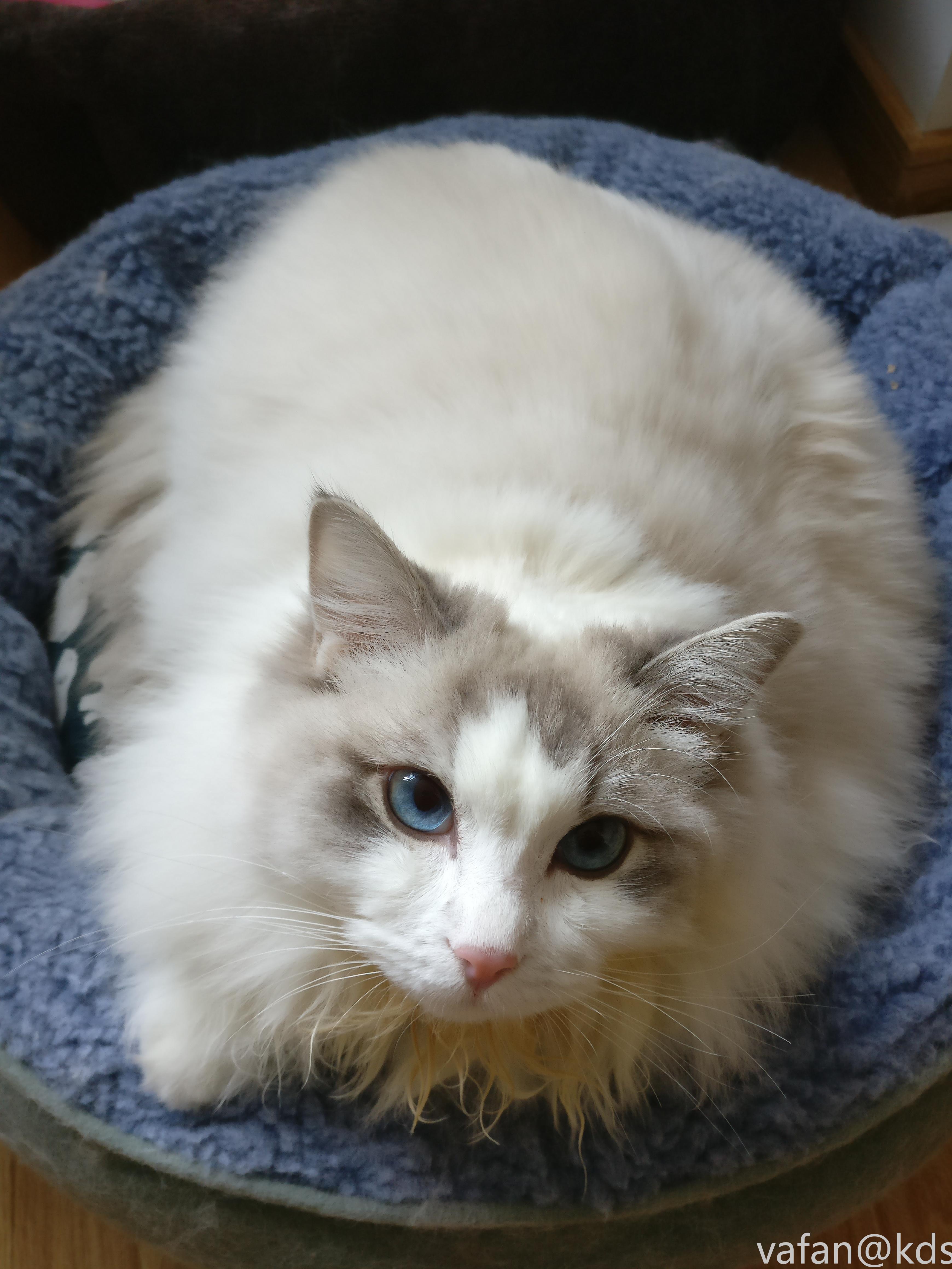 家里阿咪少爷又大一岁了,马相挺刮,能屠山伐