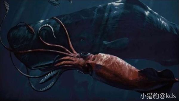 虎鲸为啥不吃人?