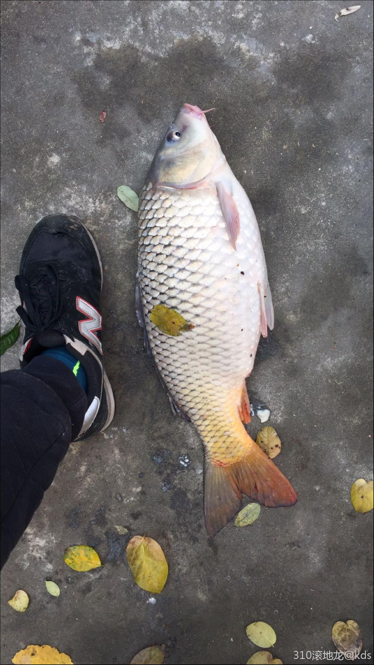 野釣,上午釣獲鯉魚