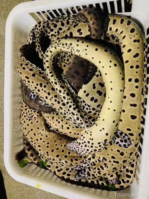 冬季吃这个   补起来   石鳗