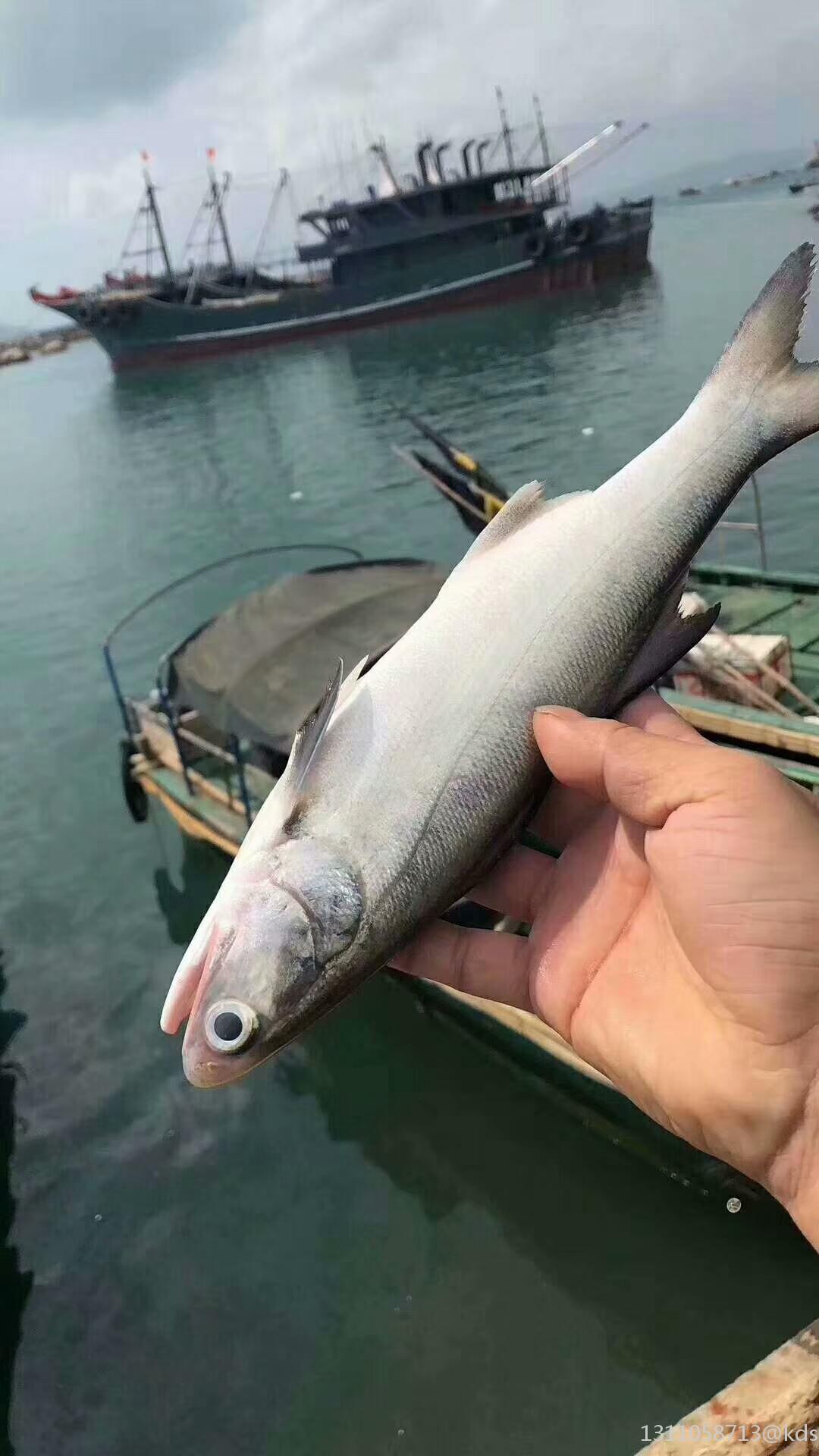 新鲜,非常新鲜,真新鲜