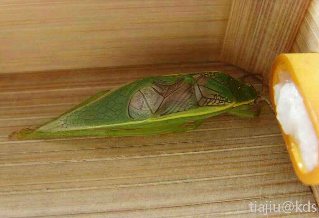 现在金蛉子价格真不便宜啊.