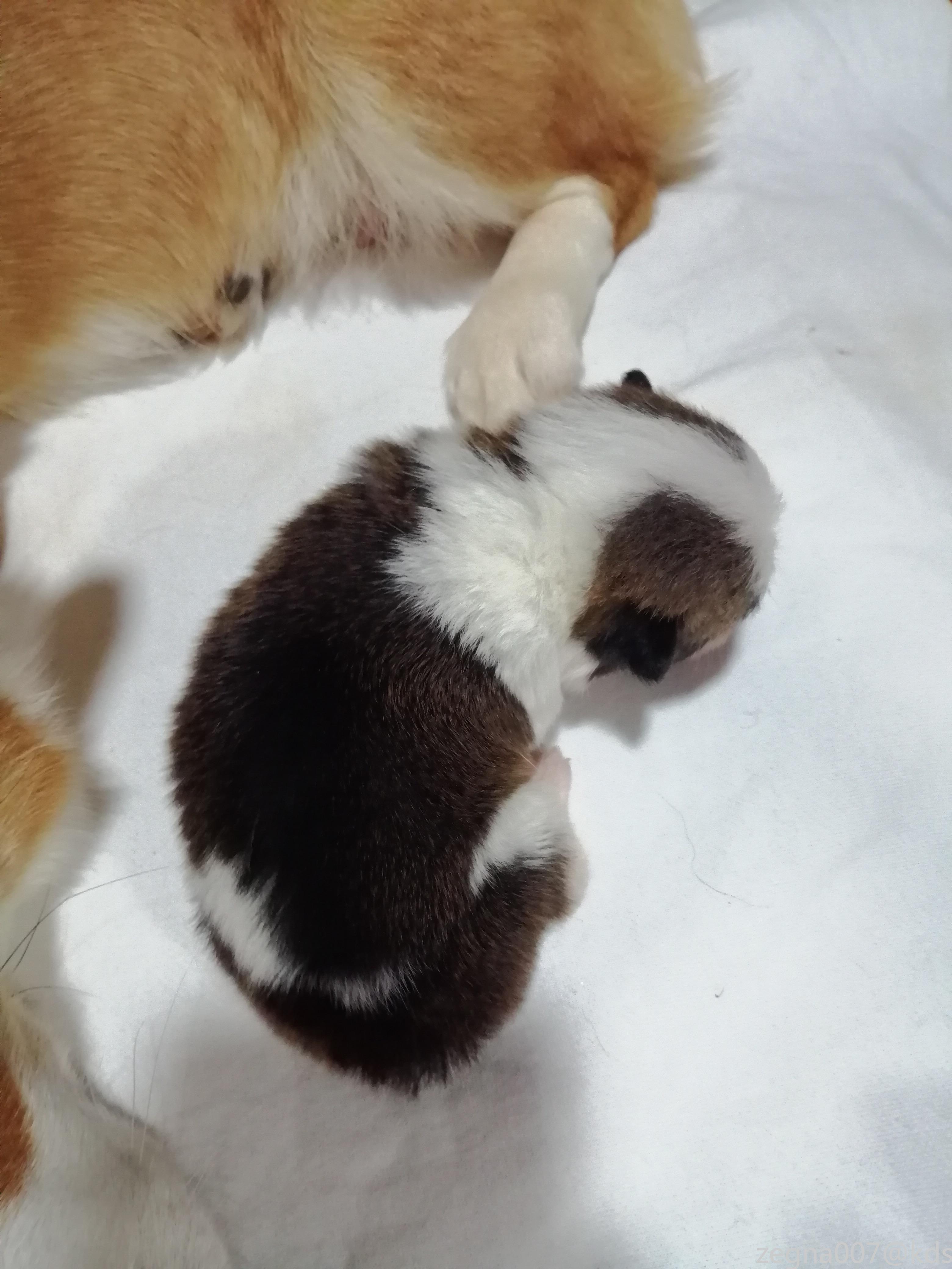 出售双色柯基幼犬,公犬,通天鼻大围脖,健康有活力