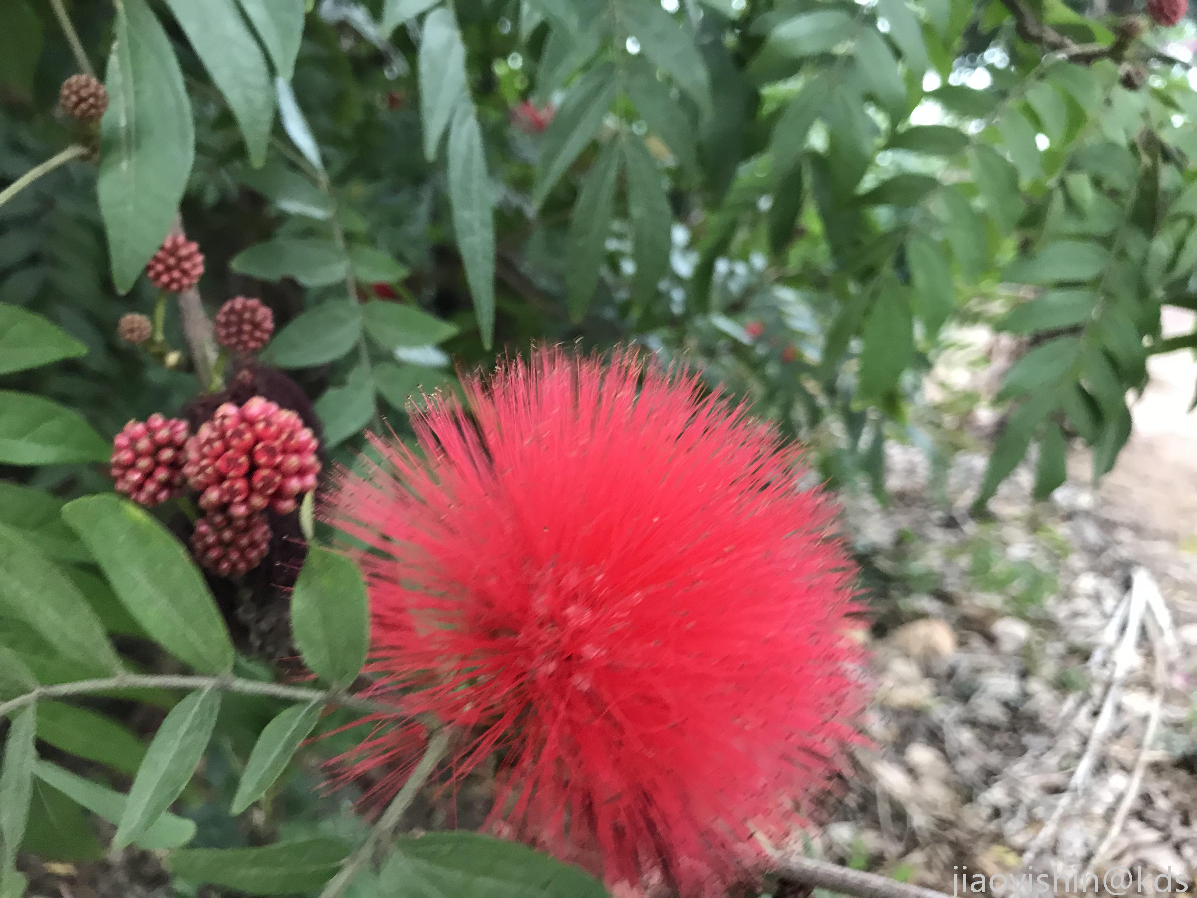 这是什么花,像毛球一样