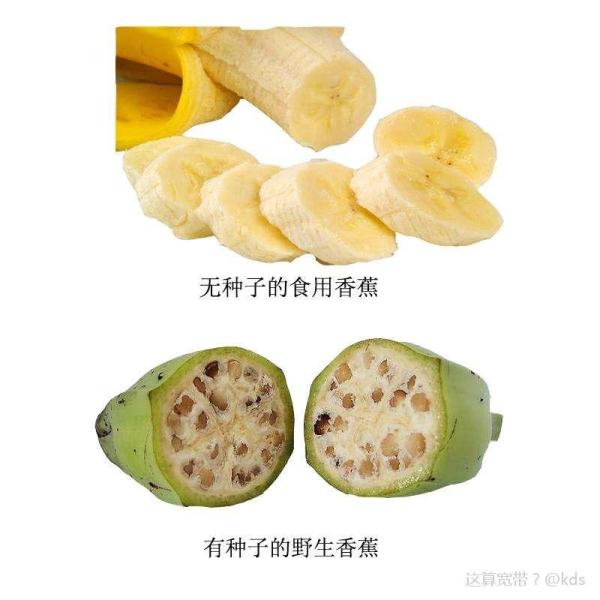 香蕉的籽在哪里呢?是怎么栽种的?算转基因么?