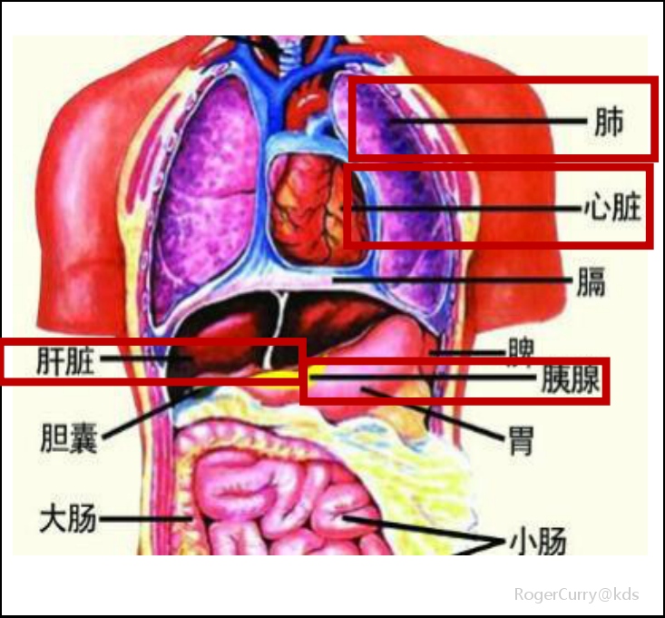所以了,重大器官移植术,就是心,肝,肺,肾这4个器官的移植手术,搞