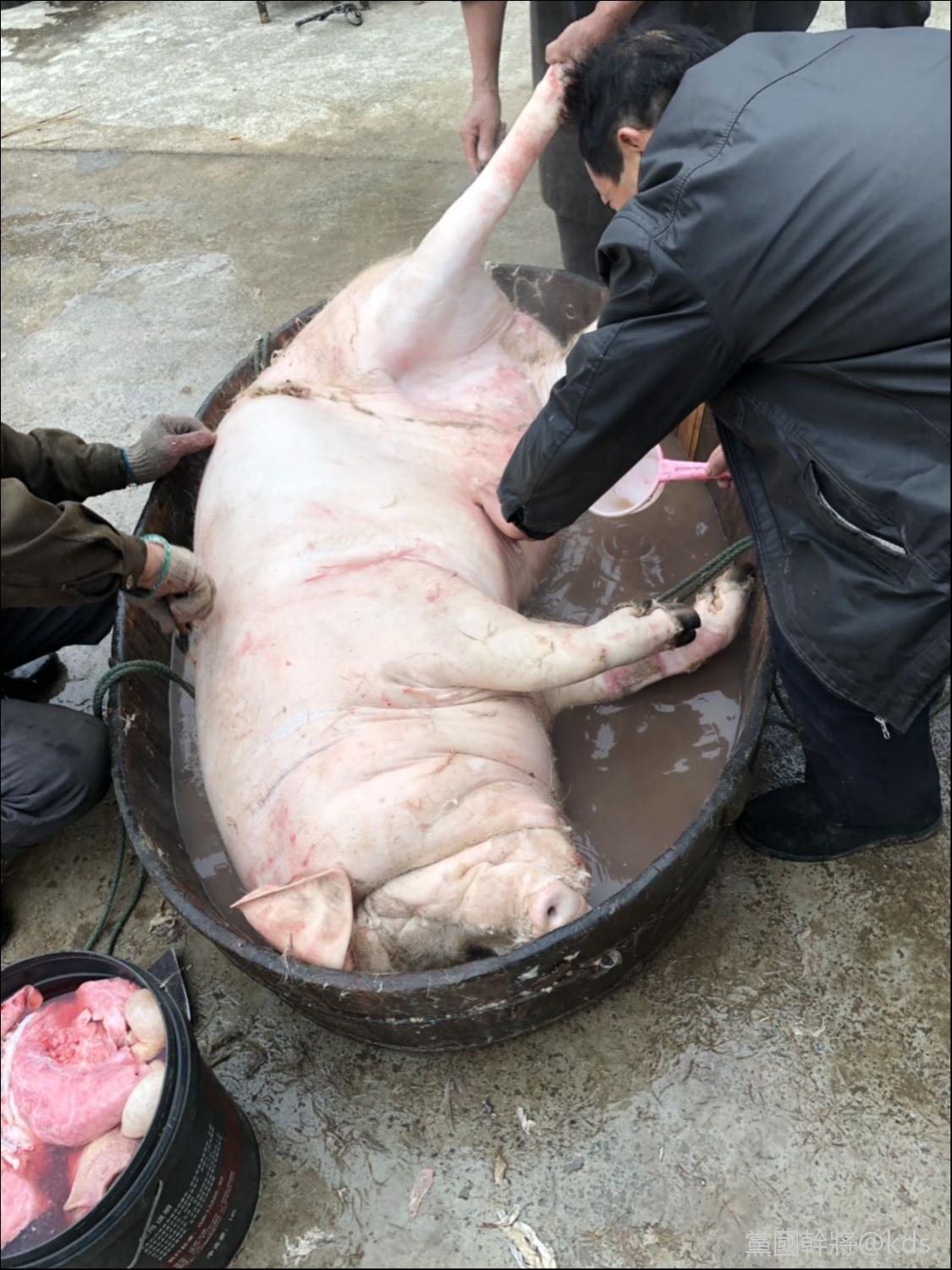 有没有人和我一样去乡下收猪?