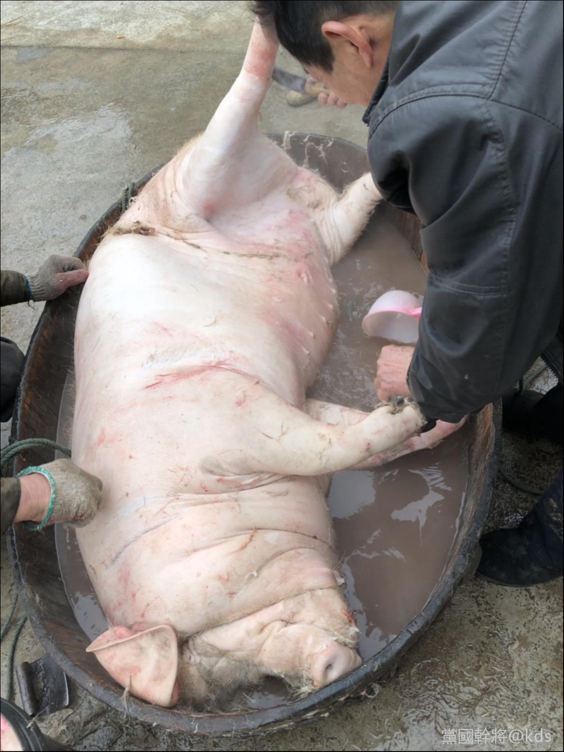 有没有人和我一样去乡下收猪?