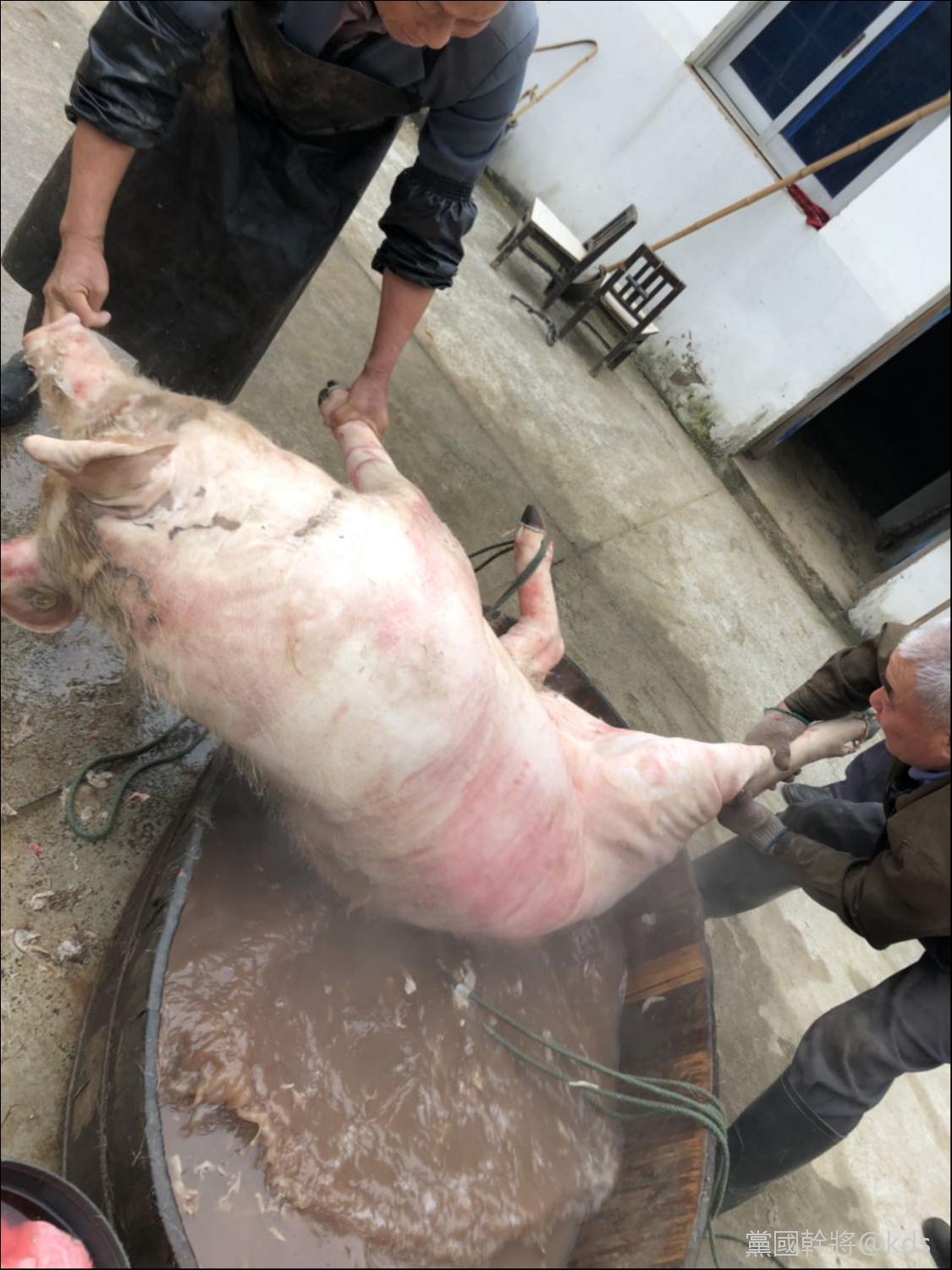 有没有人和我一样去乡下收猪?