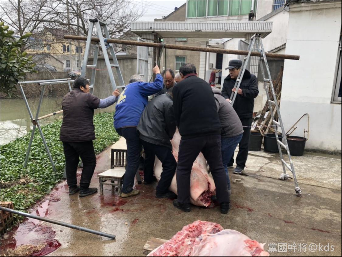 有没有人和我一样去乡下收猪?