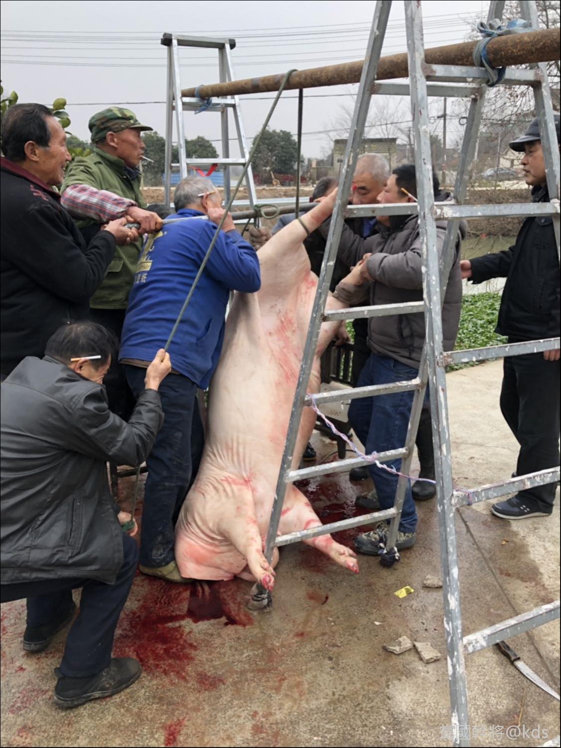 有没有人和我一样去乡下收猪?